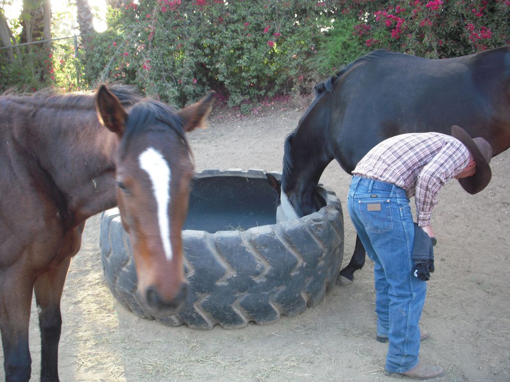 Roping Horses For Sale In Texas. sale horses nfa sale horses