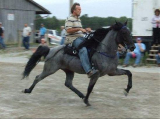 speed racking horses stamp