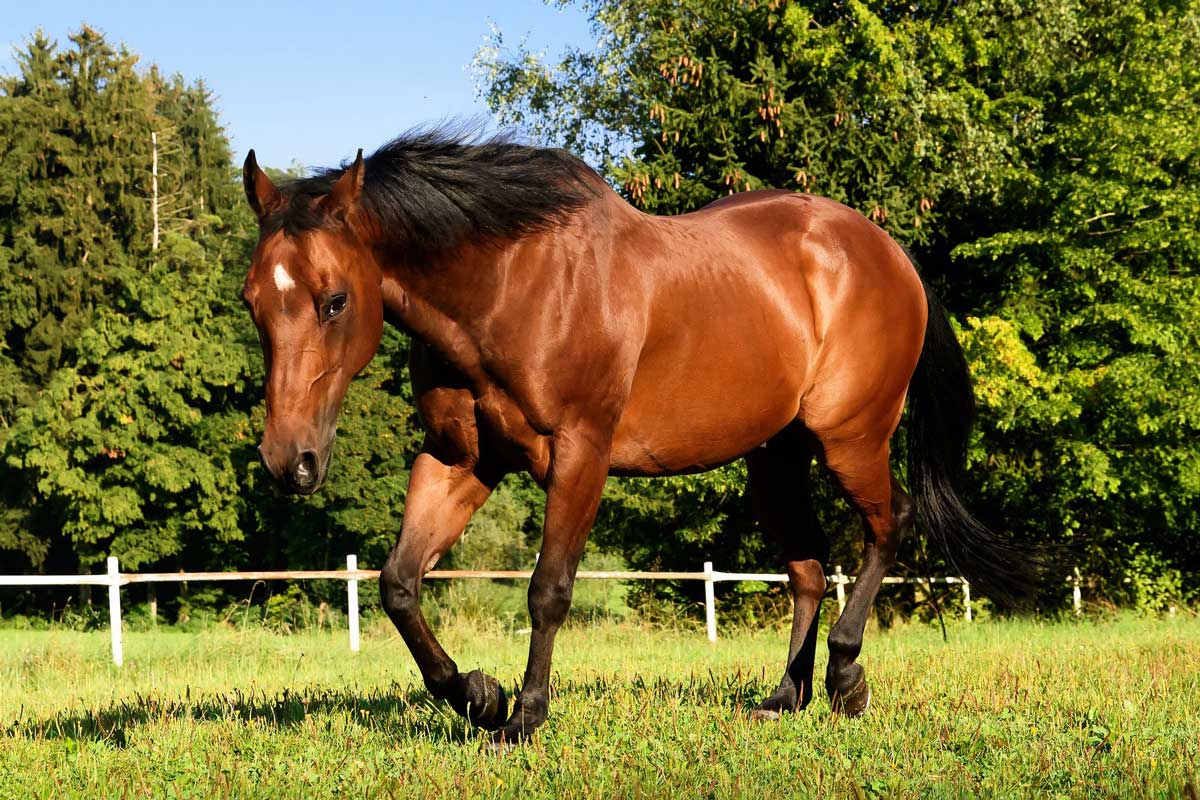 Quarter Horses For Sale,Pregnant Horse Triplets