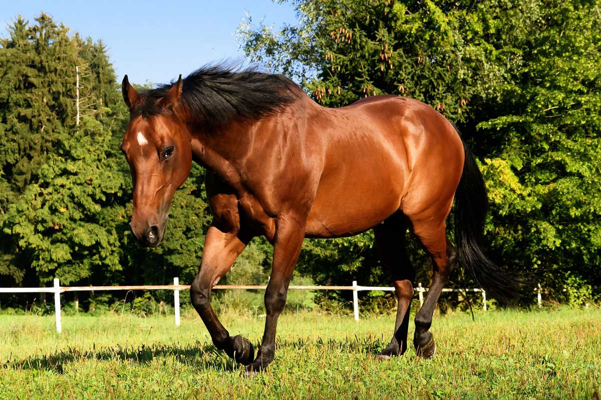 dark bay american quarter horse