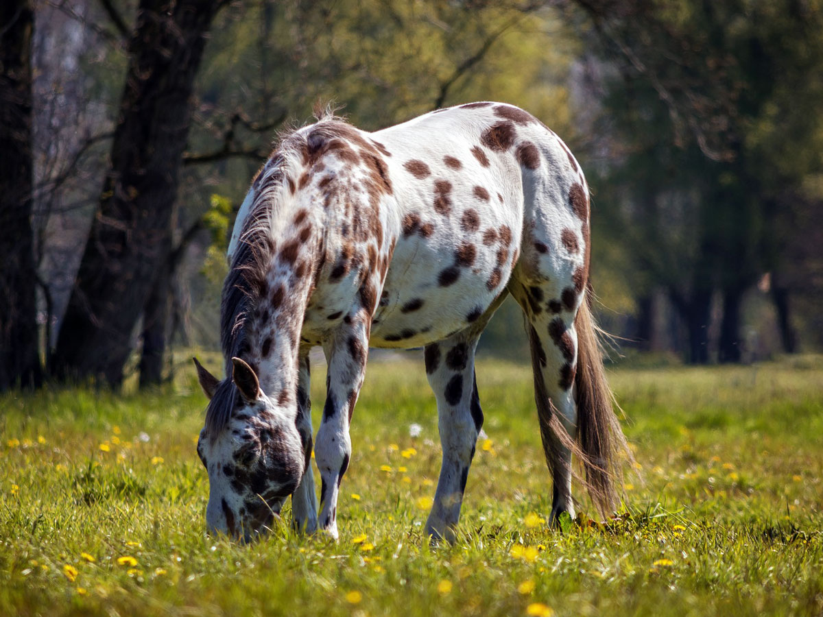 Appaloosa Horses