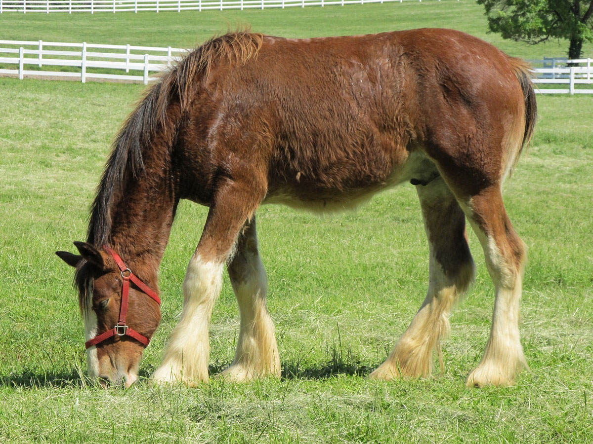 Clydesdale Horses