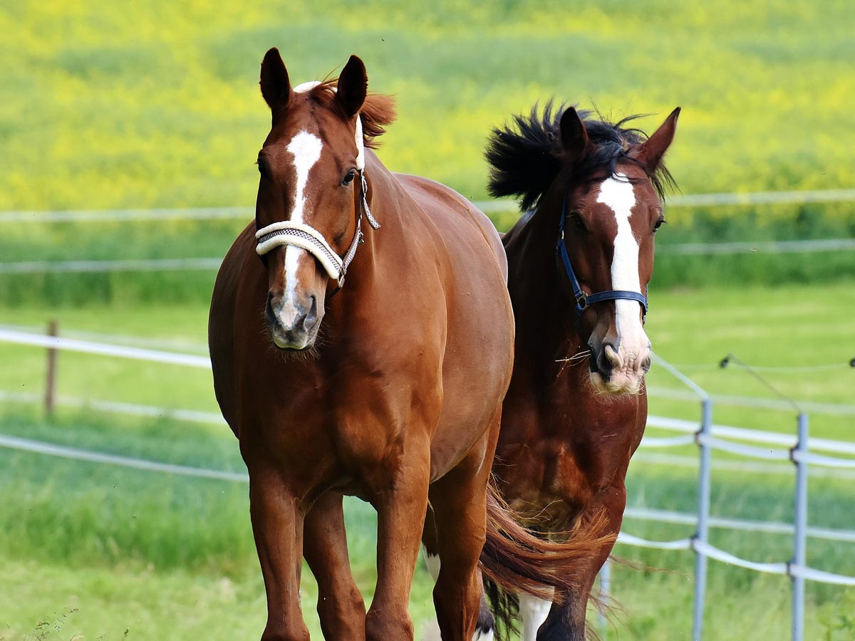Companion Horses