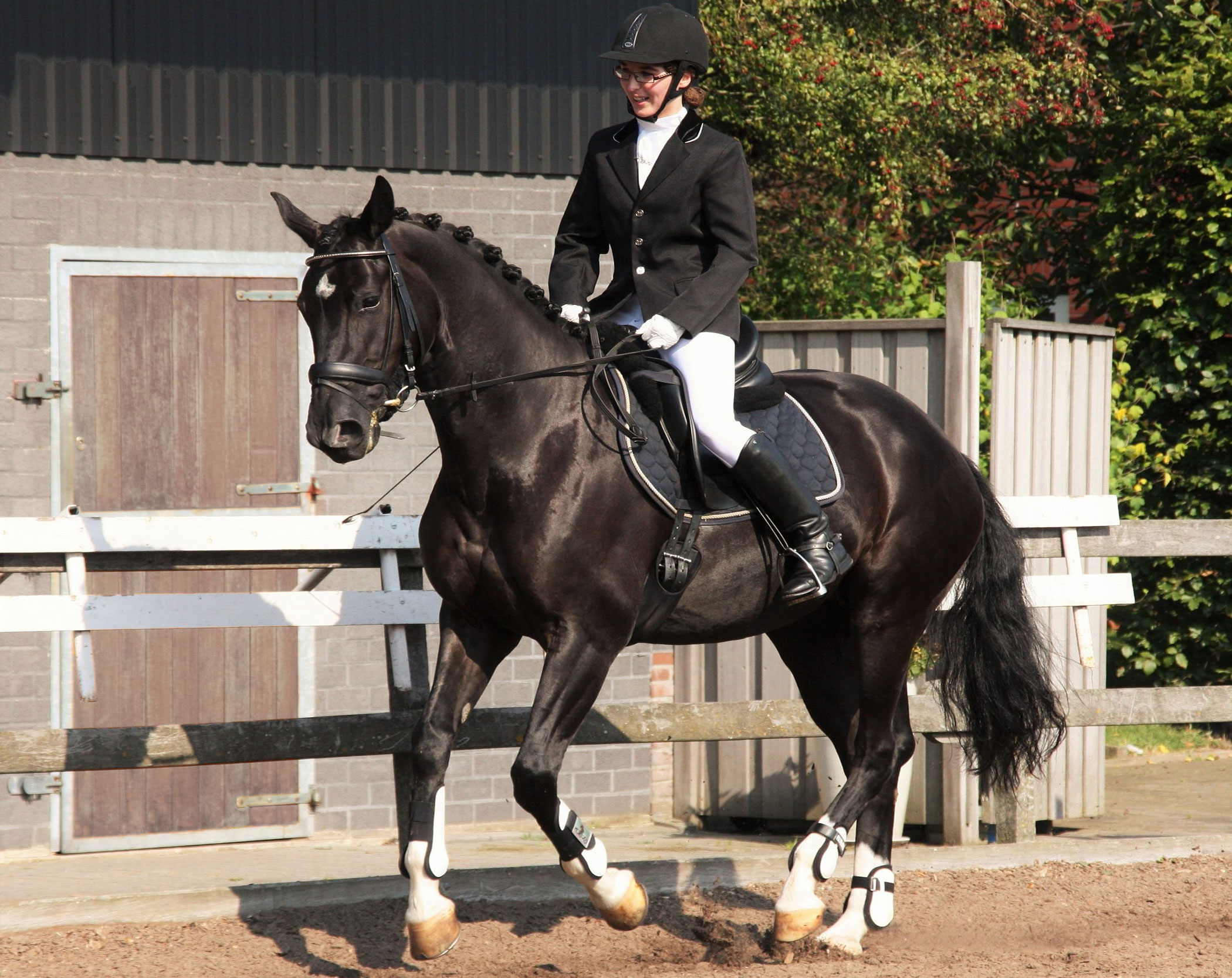 Dressage Horses