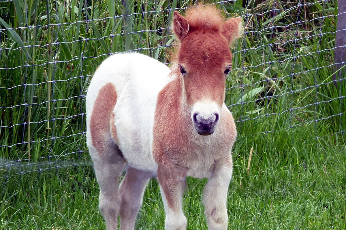 Dwarf Miniature Horses