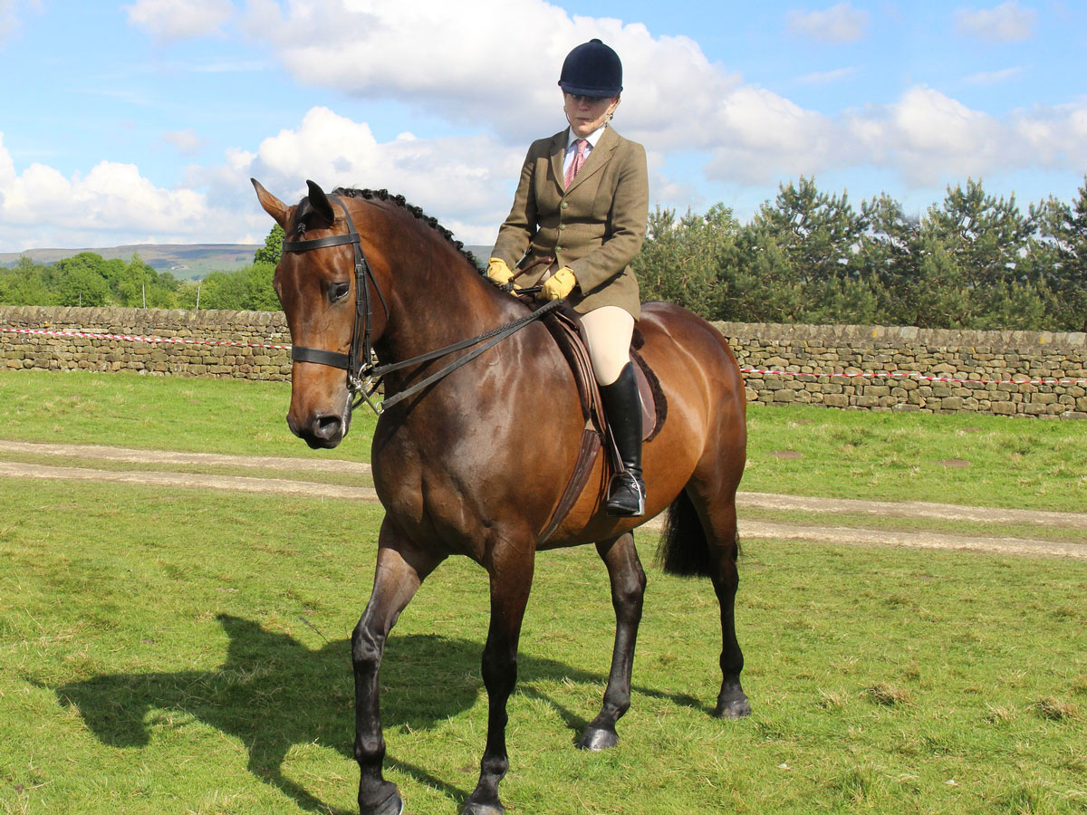 Eventing Horses for Sale