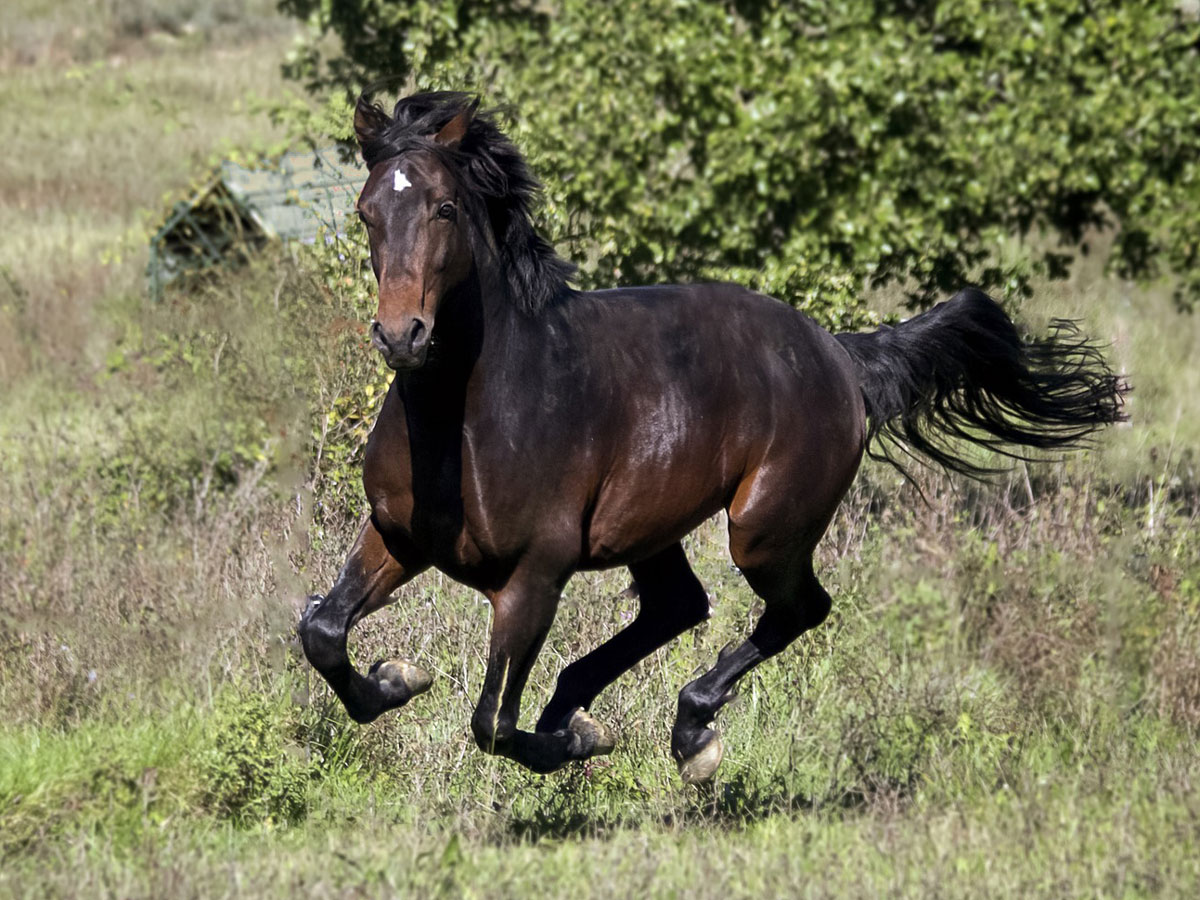 Friesian for Sale