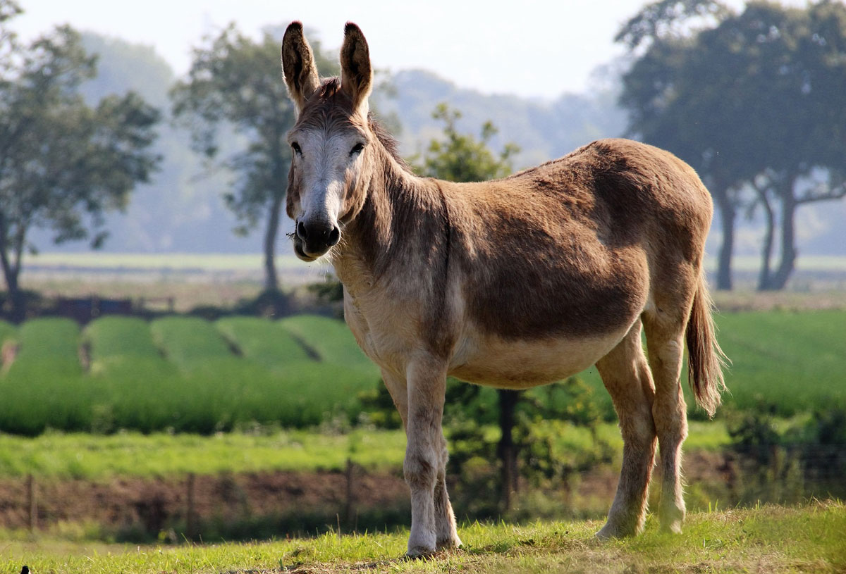 Belgian Draft Mule