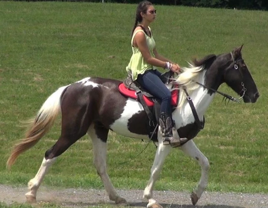 Naturally Gaited Horses