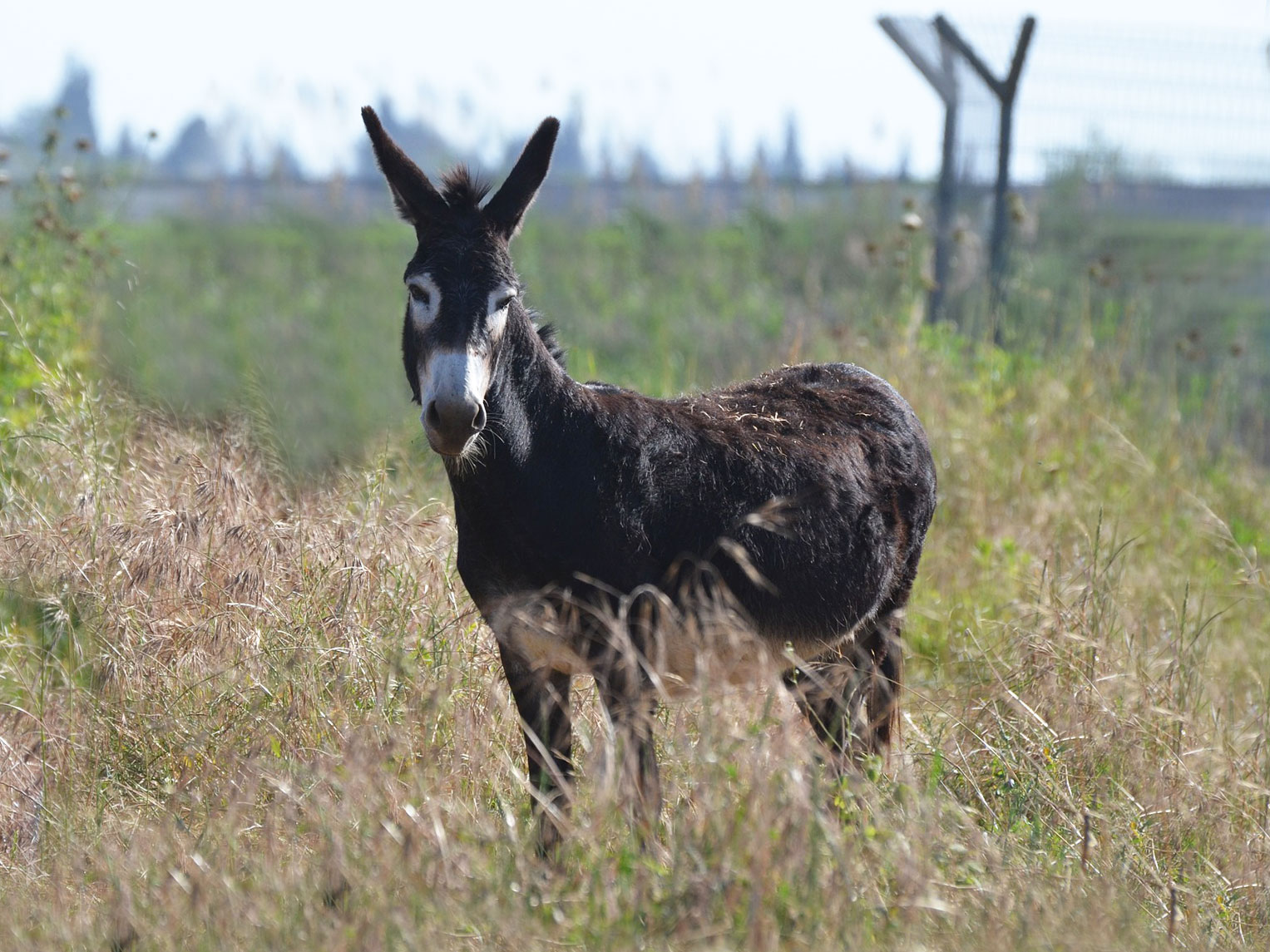 donkey adoption near me