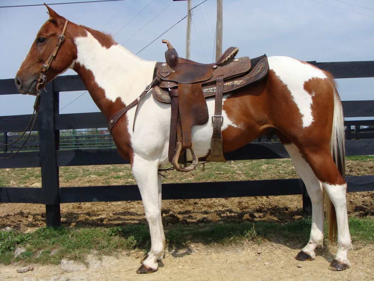 Tobiano Horses