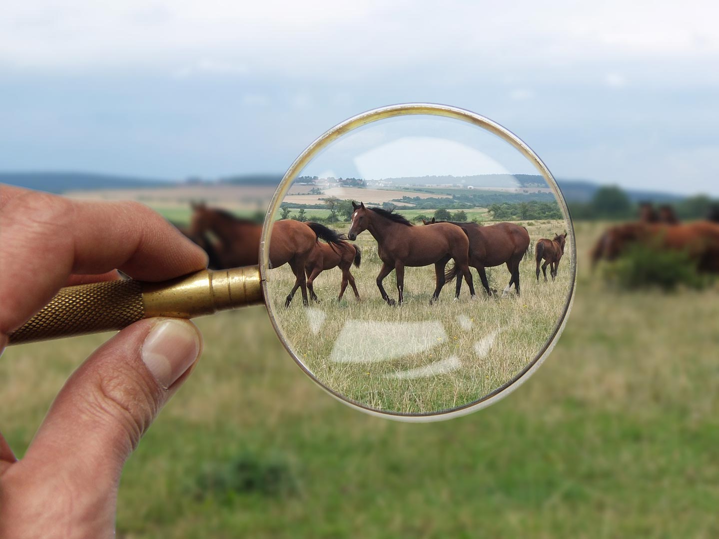 Create Your Own Horse Wanted Ad Horse Wanted Ads
