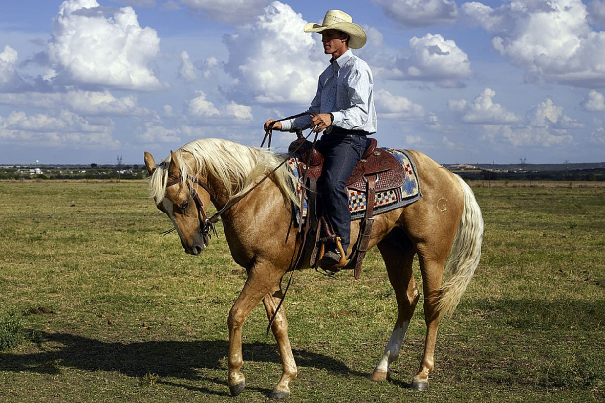 Western Pleasure Horses for Sale