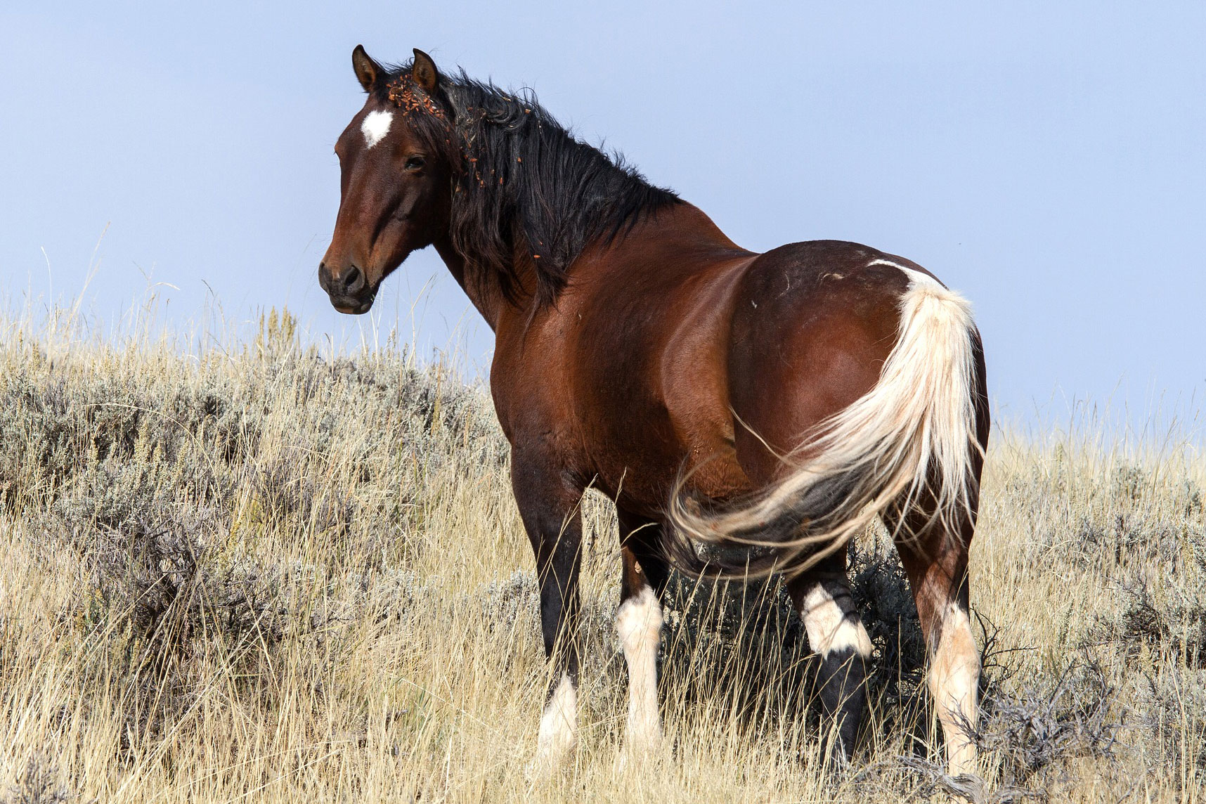 Mustang Horses