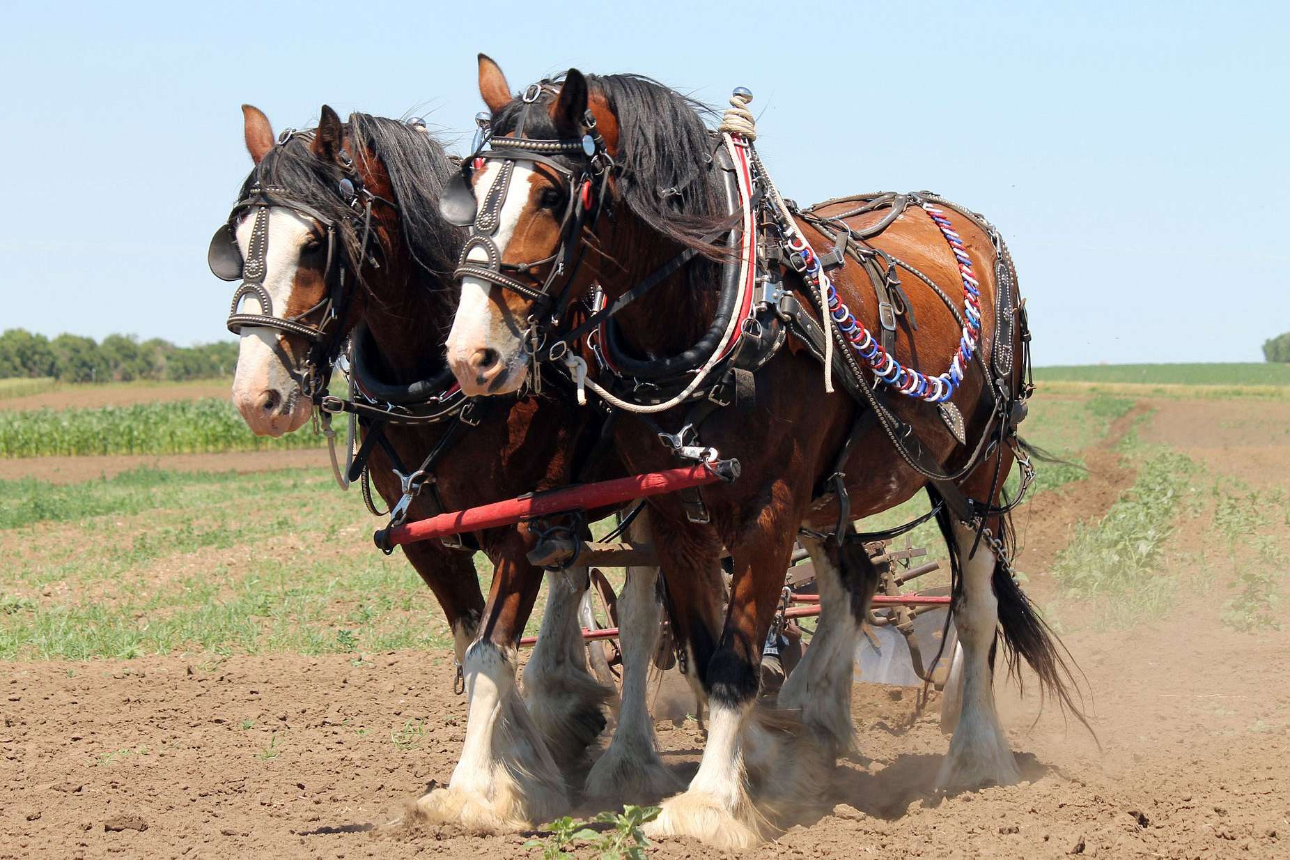 Drum Horses