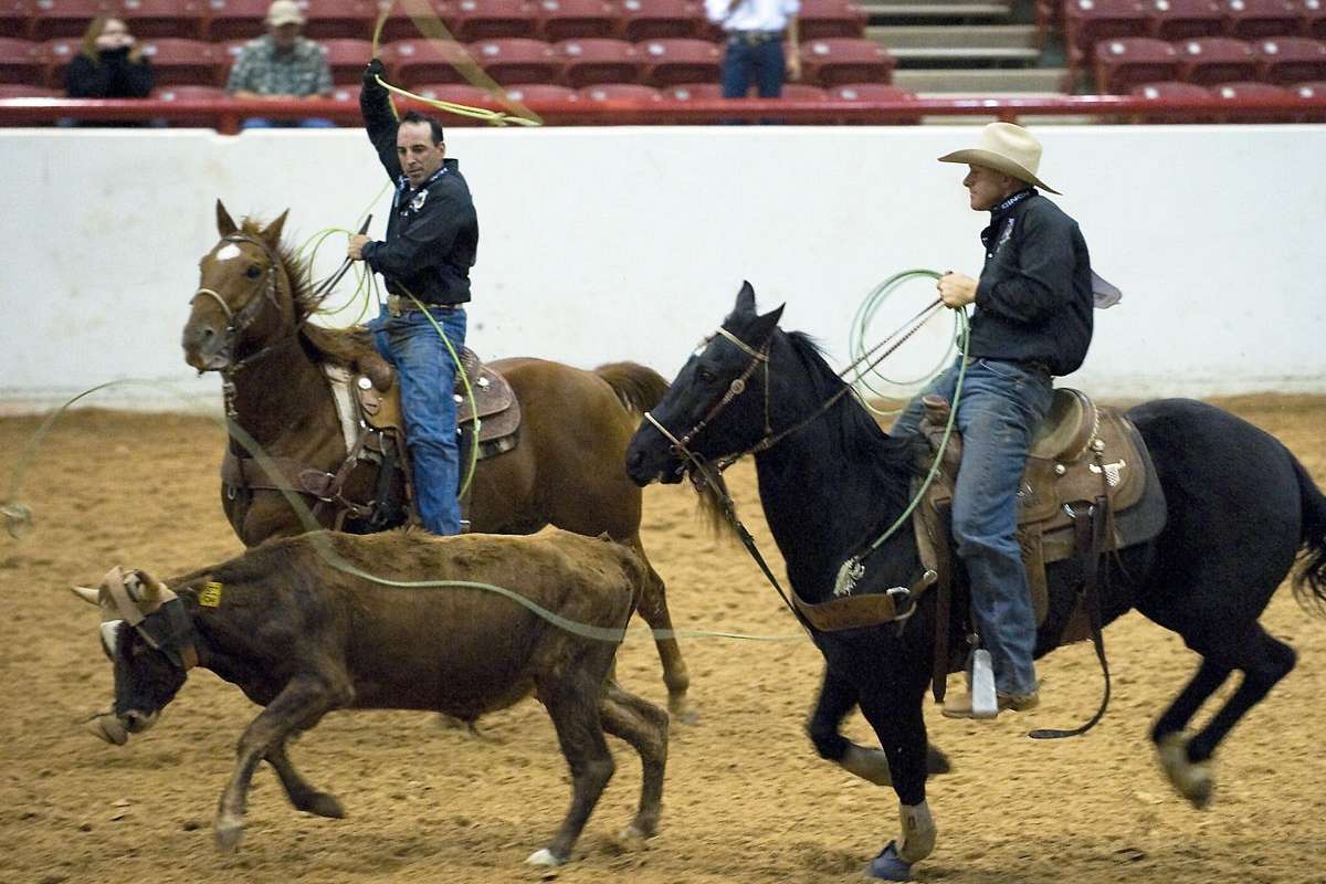 Team Roping Horses