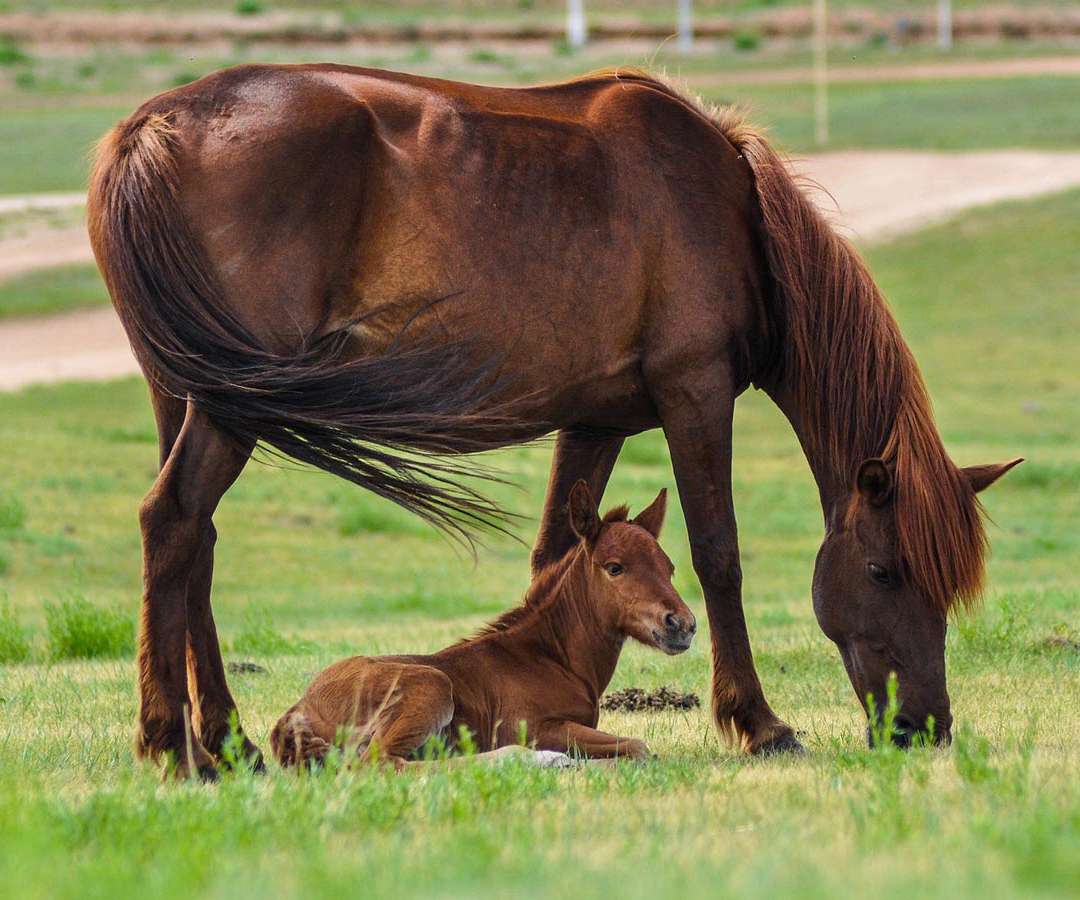 Baby Horses